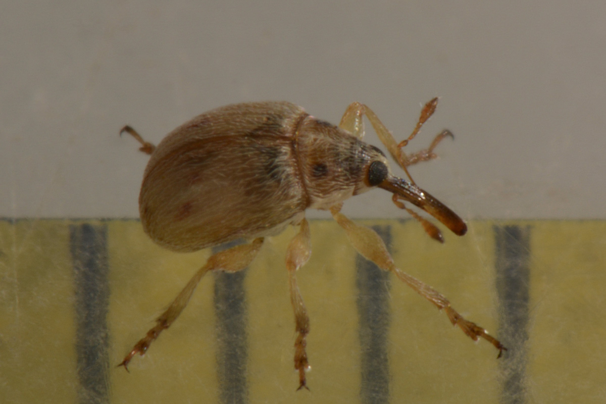 Nanophyidae:  Corimalia sp?   No,  Allomalia quadrivirgata